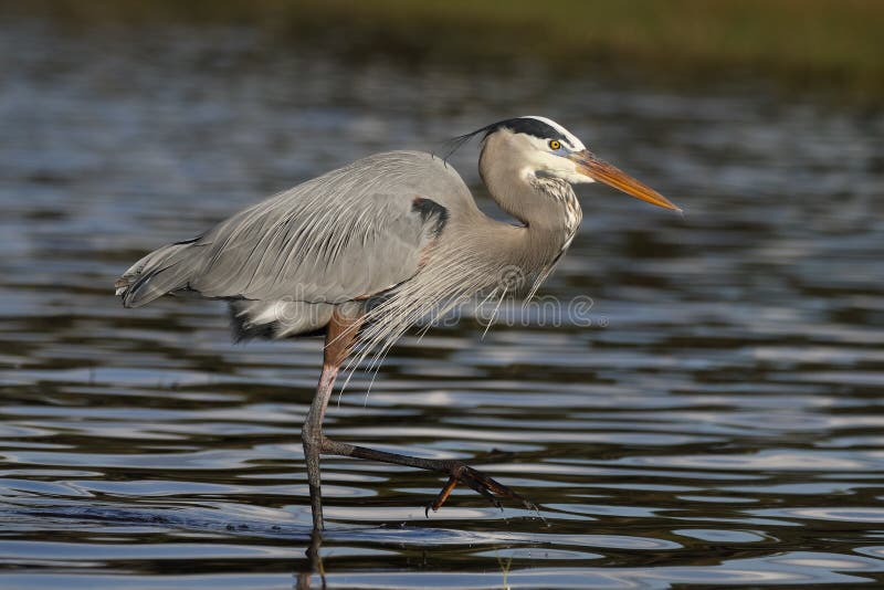 Great Blue Heron Ardea herodias wading in a shallow Florida pond. Great Blue Heron Ardea herodias wading in a shallow Florida pond