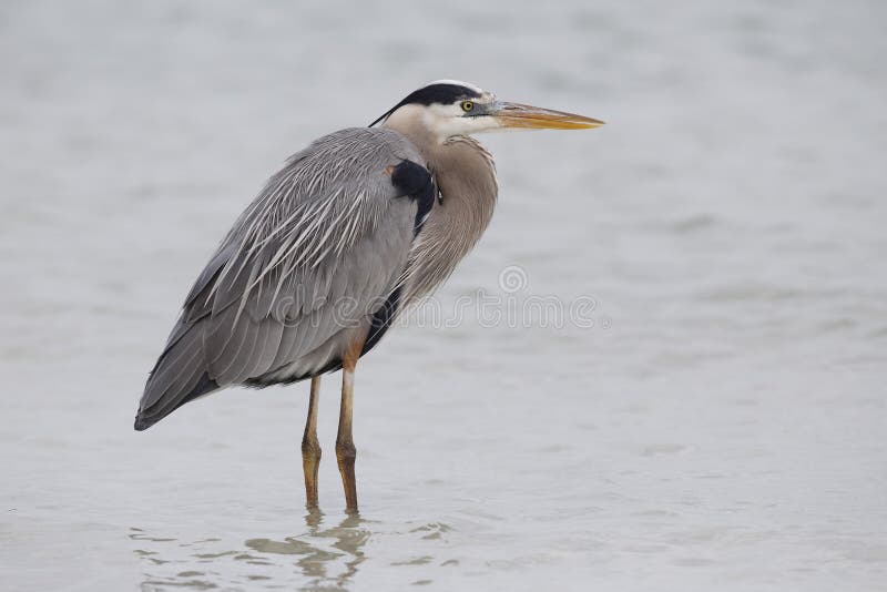 Great Blue Heron wading in a shallow lagoon - Pinellas County, F