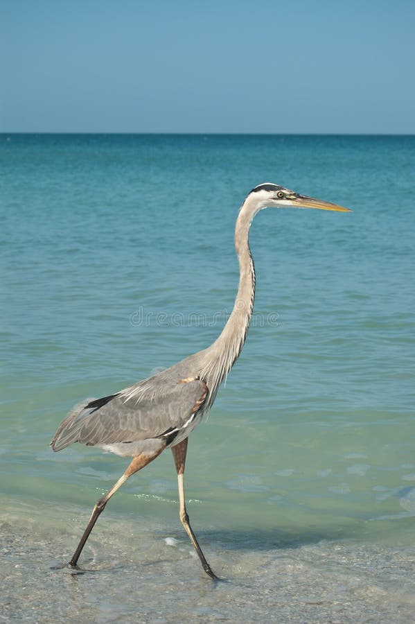 Great Blue Heron Walking on a Gulf Coast Beach