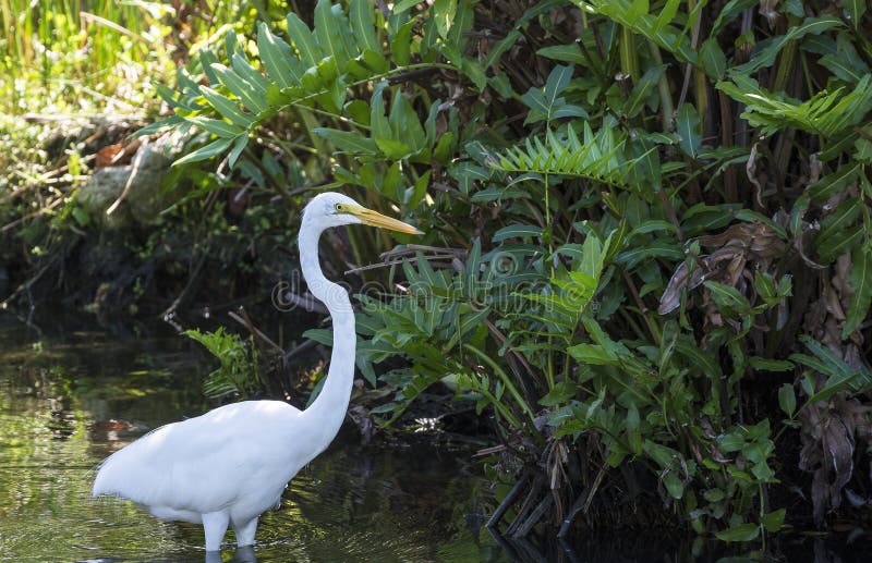 Great blue heron in the water is catching a frog royalty free stock photo Great blue heron in the water is catching a frog royalty free stock photo