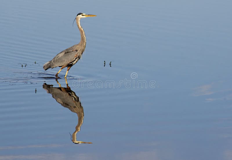 Great Blue Heron and water reflection.
