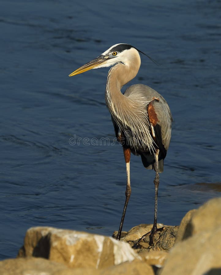 Great Blue Heron