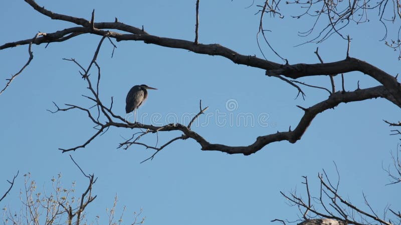 Great blue heron yawns contentedly in morning sunshine