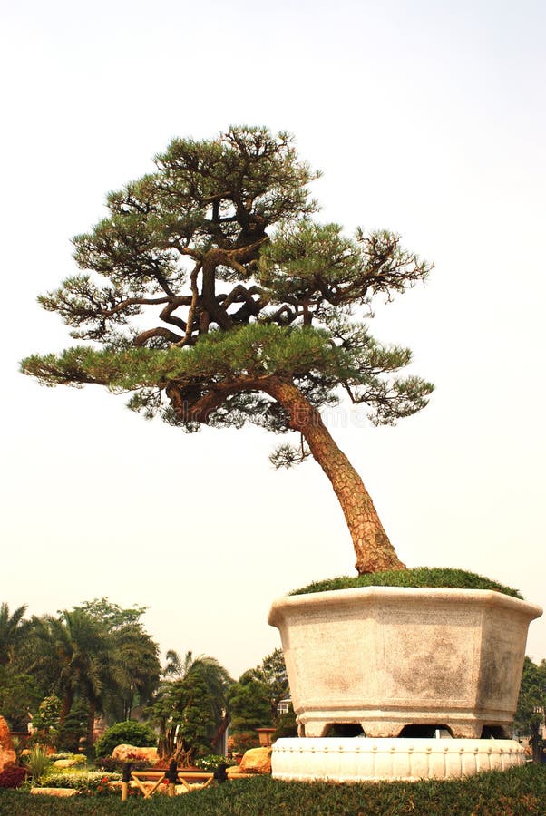 A great bonsai