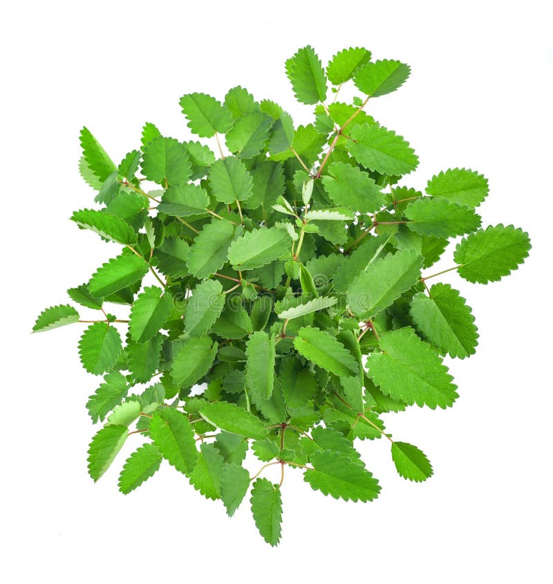 115 Great White Background Stock Photos Free & RoyaltyFree