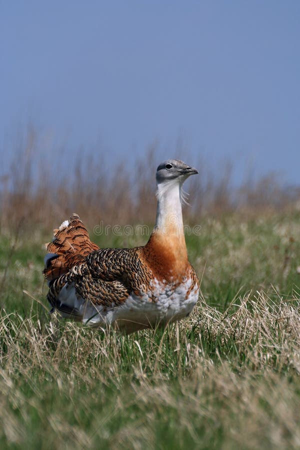 Great bustard