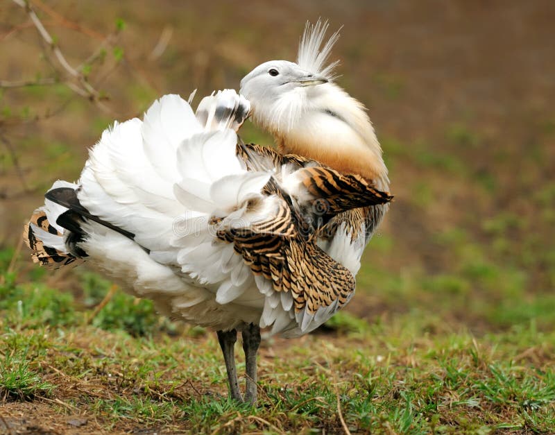Great Bustard (Otis tarda) stock photos Great Bustard (Otis tarda) stock photos