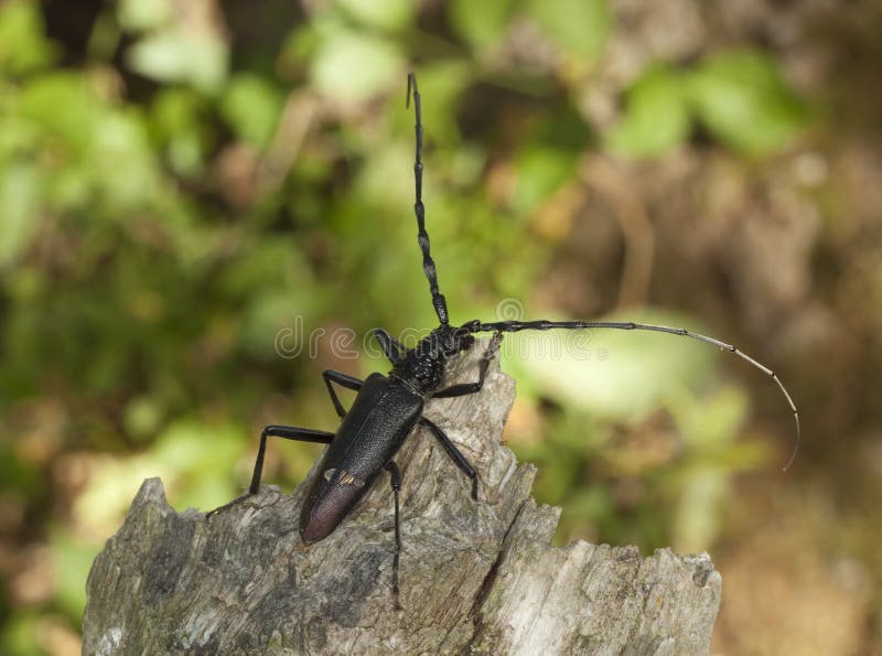 Great capricorn beetle (Cerambyx cerdo)