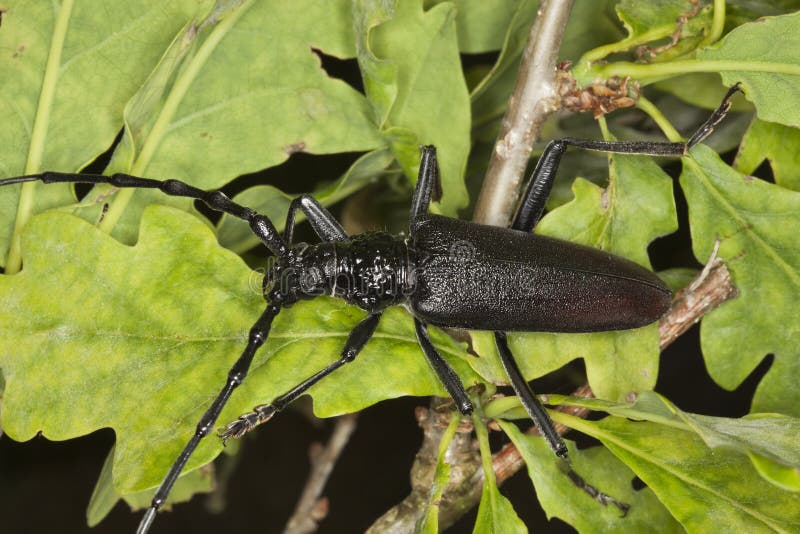 Great capricorn beetle (Cerambyx cerdo)