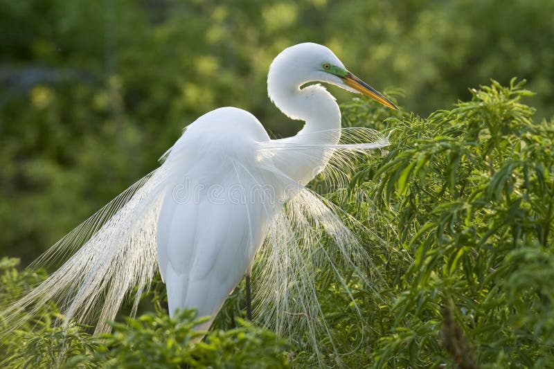 Great Cattle Egret stock photos