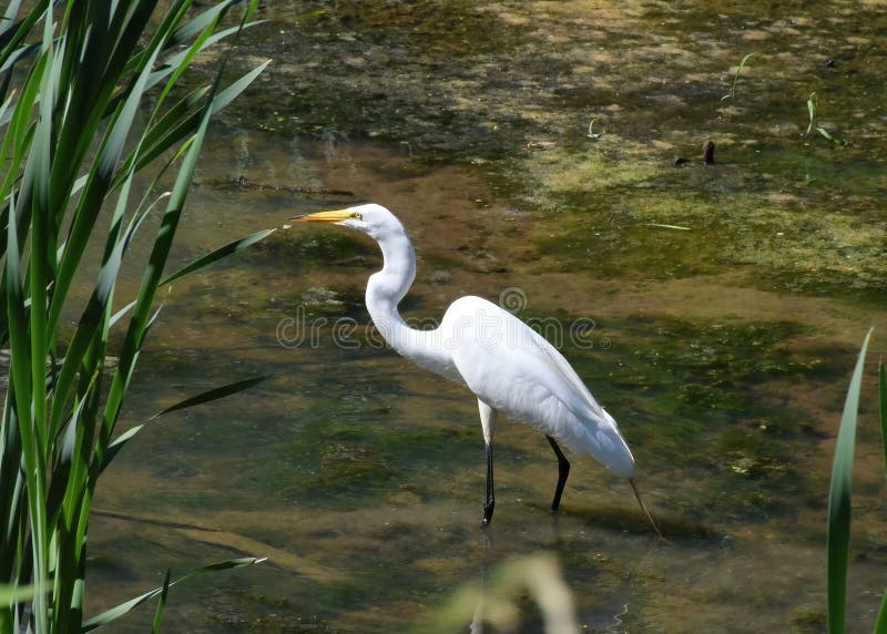 A Great or Common Egret fishing near Great Falls