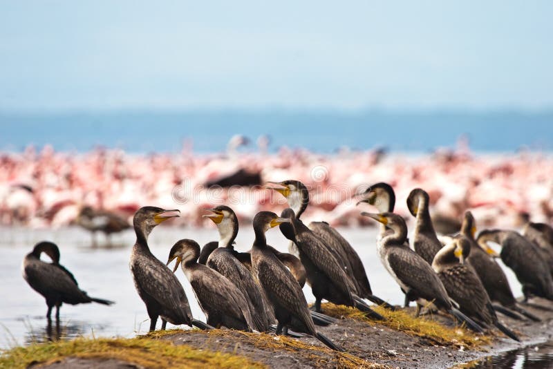 Great Cormorant birds sitting in a lake