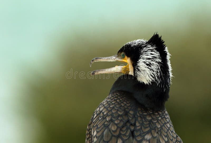 Great cormorant, a closeup stock image. Image of beak 67426069