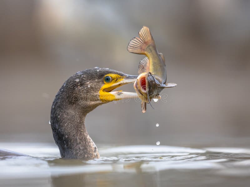 Great cormorant Phalacrocorax carbo eating black Bullhead Ameiurus melas caught in Lake Csaj, Kiskunsagi National Park, Pusztaszer, Hungary. February. This large black bird is found in Europe, Asia, Africa, Australia and North America. Great cormorant Phalacrocorax carbo eating black Bullhead Ameiurus melas caught in Lake Csaj, Kiskunsagi National Park, Pusztaszer, Hungary. February. This large black bird is found in Europe, Asia, Africa, Australia and North America