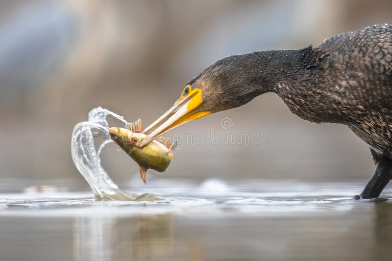 Great cormorant Phalacrocorax carbo eating black Bullhead Ameiurus melas caught in Lake Csaj, Kiskunsagi National Park, Pusztaszer, Hungary. February. This large black bird is found in Europe, Asia, Africa, Australia and North America. Great cormorant Phalacrocorax carbo eating black Bullhead Ameiurus melas caught in Lake Csaj, Kiskunsagi National Park, Pusztaszer, Hungary. February. This large black bird is found in Europe, Asia, Africa, Australia and North America