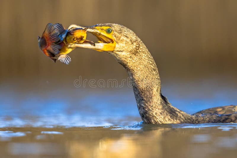 Great cormorant Phalacrocorax carbo eating black Bullhead Ameiurus melas caught in Lake Csaj, Kiskunsagi National Park, Pusztaszer, Hungary. February. This large black bird is found in Europe, Asia, Africa, Australia and North America. Great cormorant Phalacrocorax carbo eating black Bullhead Ameiurus melas caught in Lake Csaj, Kiskunsagi National Park, Pusztaszer, Hungary. February. This large black bird is found in Europe, Asia, Africa, Australia and North America