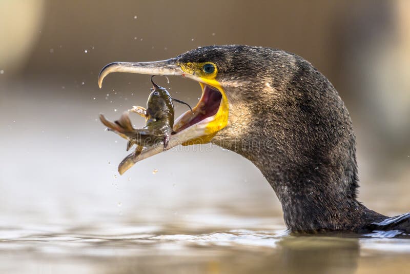 Great cormorant Phalacrocorax carbo eating black Bullhead Ameiurus melas caught in Lake Csaj, Kiskunsagi National Park, Pusztaszer, Hungary. February. This large black bird is found in Europe, Asia, Africa, Australia and North America. Great cormorant Phalacrocorax carbo eating black Bullhead Ameiurus melas caught in Lake Csaj, Kiskunsagi National Park, Pusztaszer, Hungary. February. This large black bird is found in Europe, Asia, Africa, Australia and North America