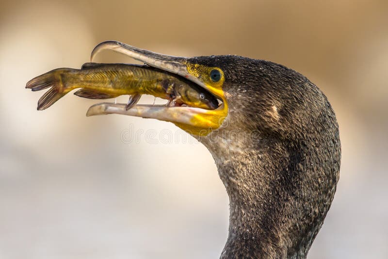 Great cormorant Phalacrocorax carbo eating black Bullhead Ameiurus melas caught in Lake Csaj, Kiskunsagi National Park, Pusztaszer, Hungary. February. This large black bird is found in Europe, Asia, Africa, Australia and North America. Great cormorant Phalacrocorax carbo eating black Bullhead Ameiurus melas caught in Lake Csaj, Kiskunsagi National Park, Pusztaszer, Hungary. February. This large black bird is found in Europe, Asia, Africa, Australia and North America