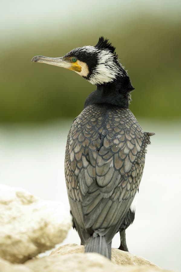 Great cormorant stock photo. Image of bill, feathered 67379912