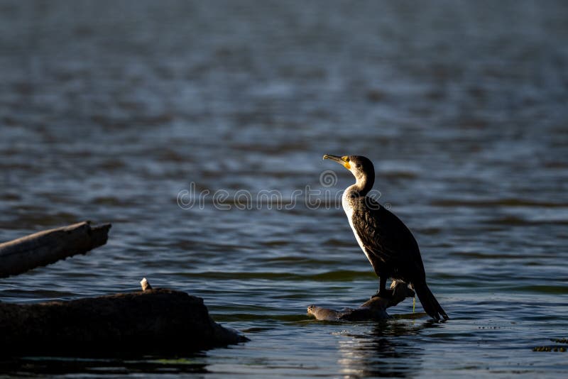 Great cormorant, Phalacrocorax carbo Souss-Massa National Park, Morocco