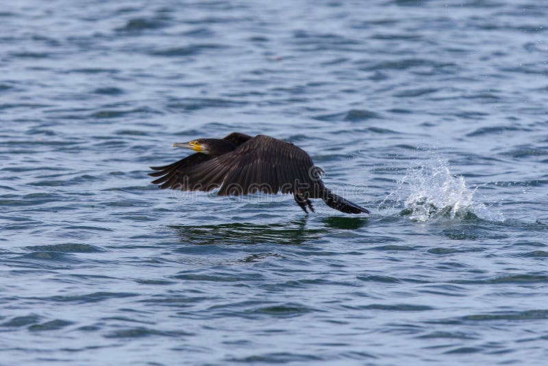 Great cormorant taking off stock photo. Image of grey 33741958