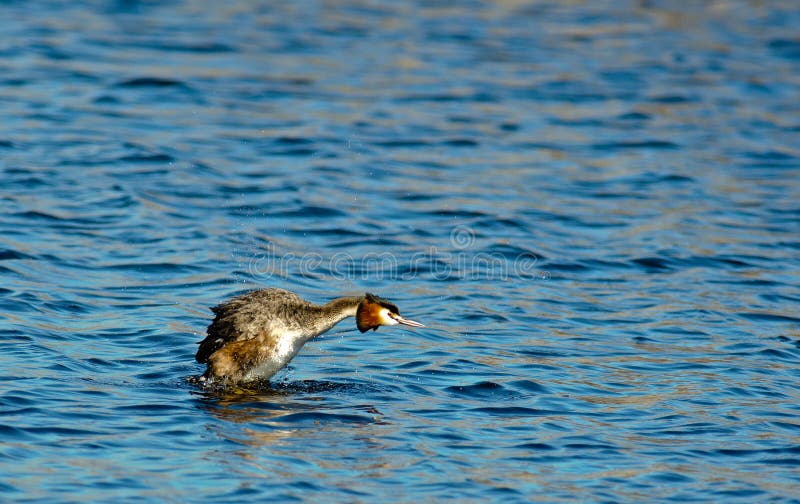 Great Crested Grebe