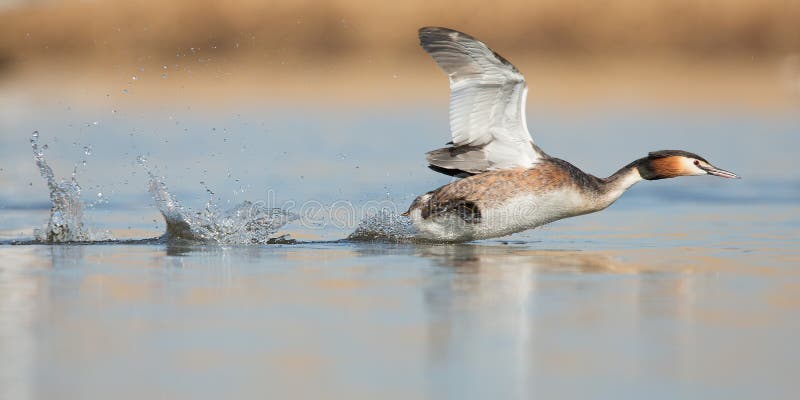 Great Crested Grebe