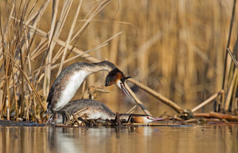 Great Crested Grebe