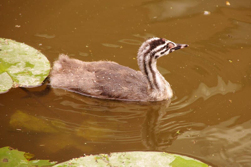 Great crested grebe