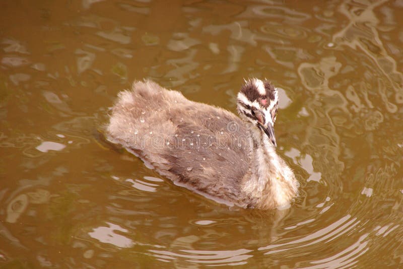 Great crested grebe