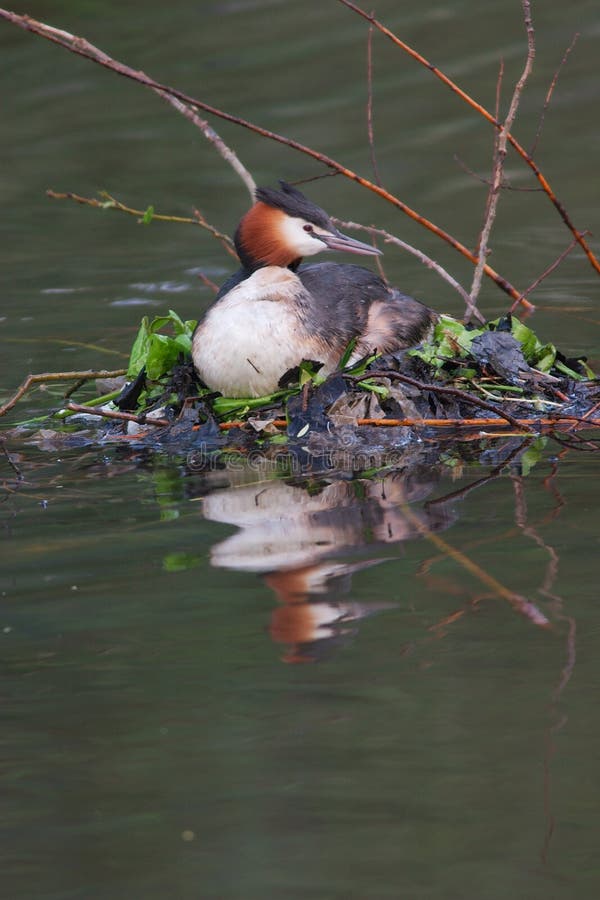 Great crested grebe nesting.