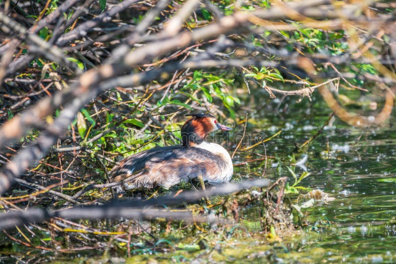 Potápka chocholatá, podiceps cristatus, vodný vták sediaci na hniezde, čas hniezdenia na zelenom jazere