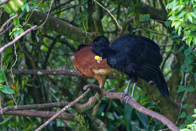 Great Curassow (Crax rubra) female and male, taken in Costa Rica royalty free stock photo Great Curassow (Crax rubra) female and male, taken in Costa Rica royalty free stock photo