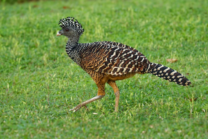 Great Curassow - Crax rubra large, pheasant-like bird from the Neotropical rainforests, from Mexico, through Central America to western Colombia and northwestern Ecuador