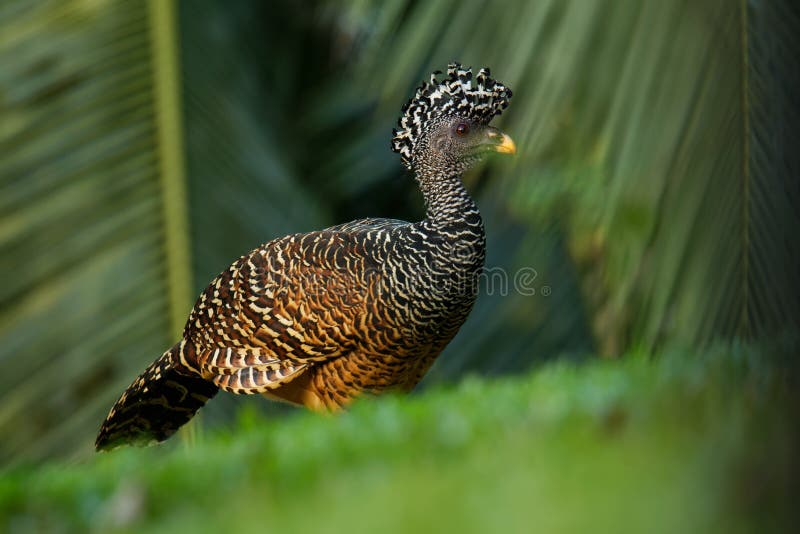 Great Curassow - Crax rubra large, pheasant-like bird from the Neotropical rainforests, from Mexico, through Central America to western Colombia and northwestern Ecuador