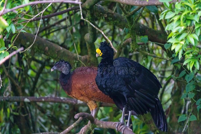 Great Curassow (Crax rubra) vrouwelijk en mannelijk, gevangen in Costa Rica royalty-vrije stock afbeelding Great Curassow (Crax rubra) vrouwelijk en mannelijk, gevangen in Costa Rica royalty-vrije stock afbeelding