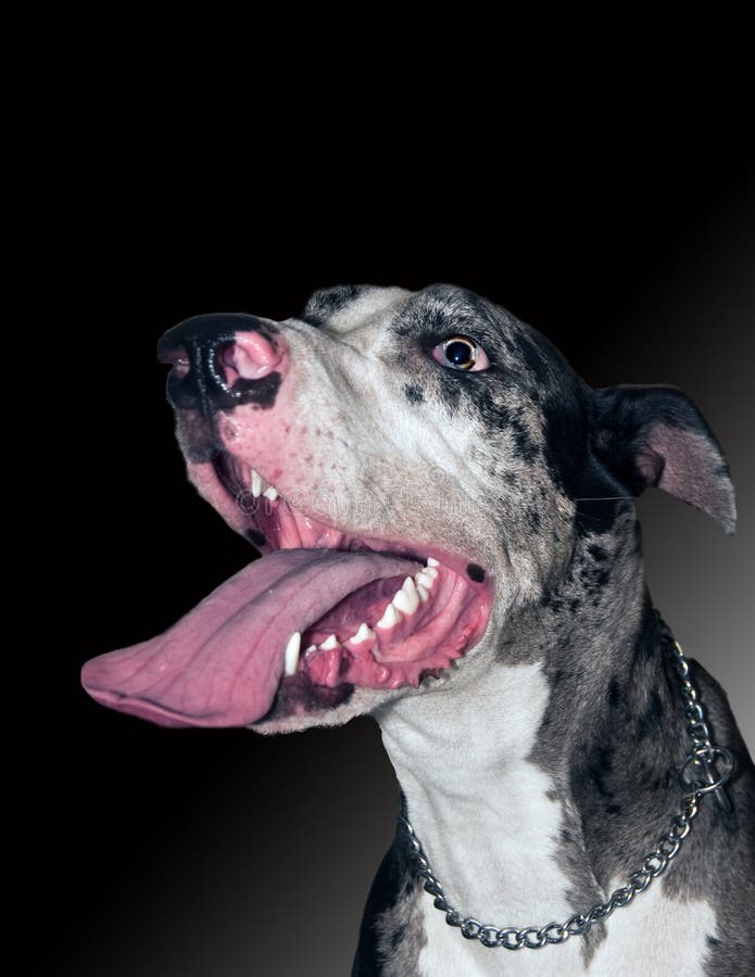 Great Dane stock photo. Image of ears, large, dane, companion 12365428