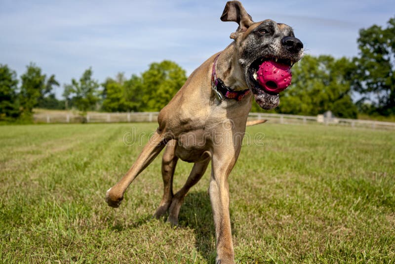 Jogo De Dois Cães Que Luta No Campo Gramíneo Foto de Stock - Imagem de  exterior, jogo: 70741050