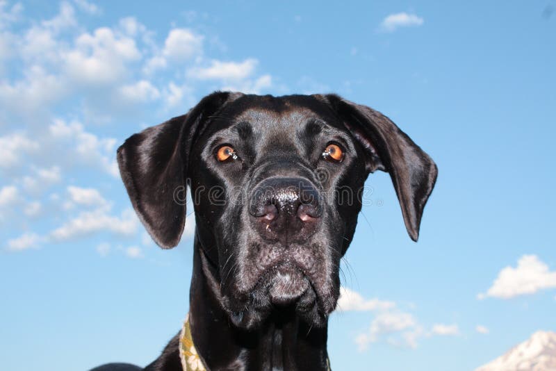 Great Dane with blue sky