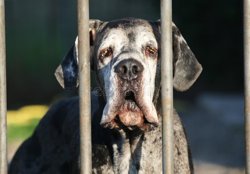 Great dane dietro il portone immagini stock libere da diritti Great dane dietro il portone immagini stock libere da diritti