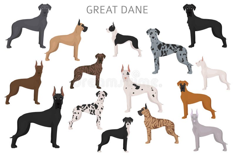 Great Dane. Different Variaties of Coat Color Dog Set Stock Vector