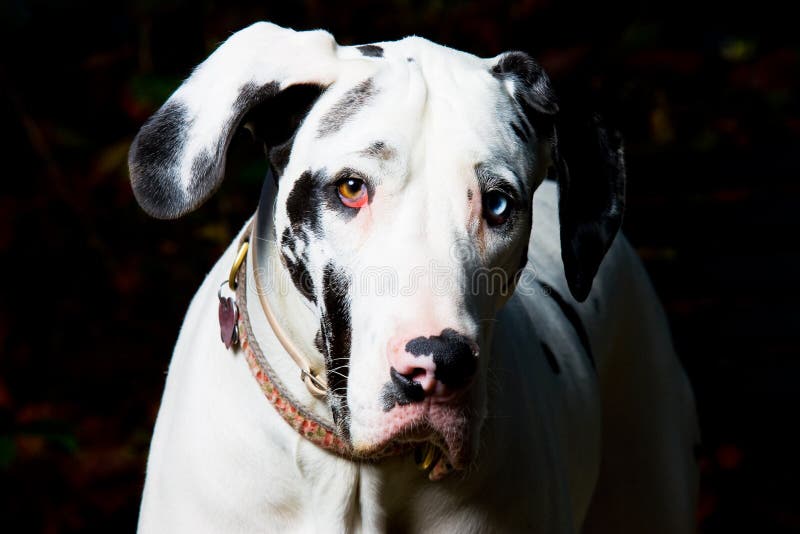 Great Dane Dog