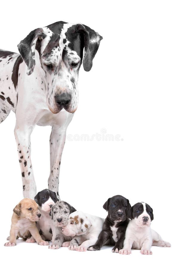 harlequin great dane puppies