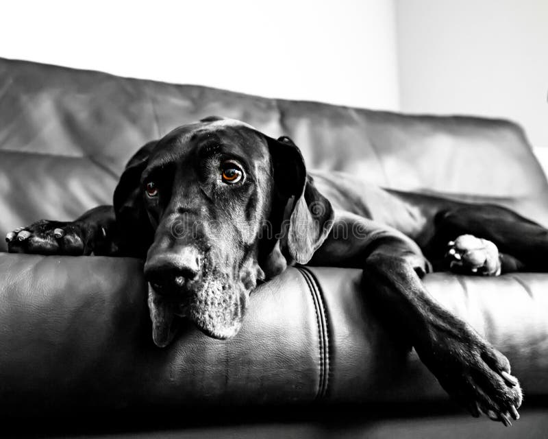 Great Dane Lies on His Favorite Couch Stock Image Image of home