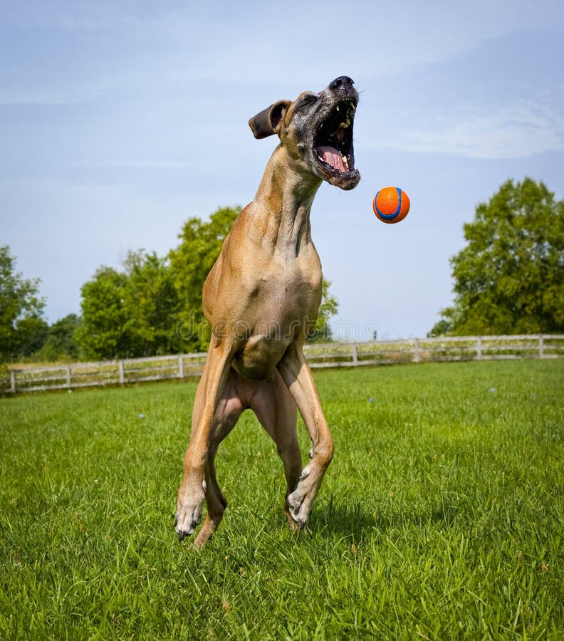 Great Dane, Mouth Agape, Trying To Catch Orange Ball In