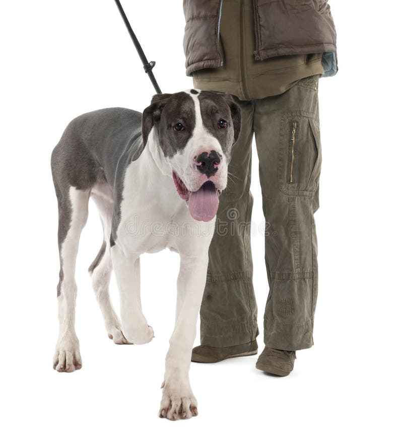 great dane leash