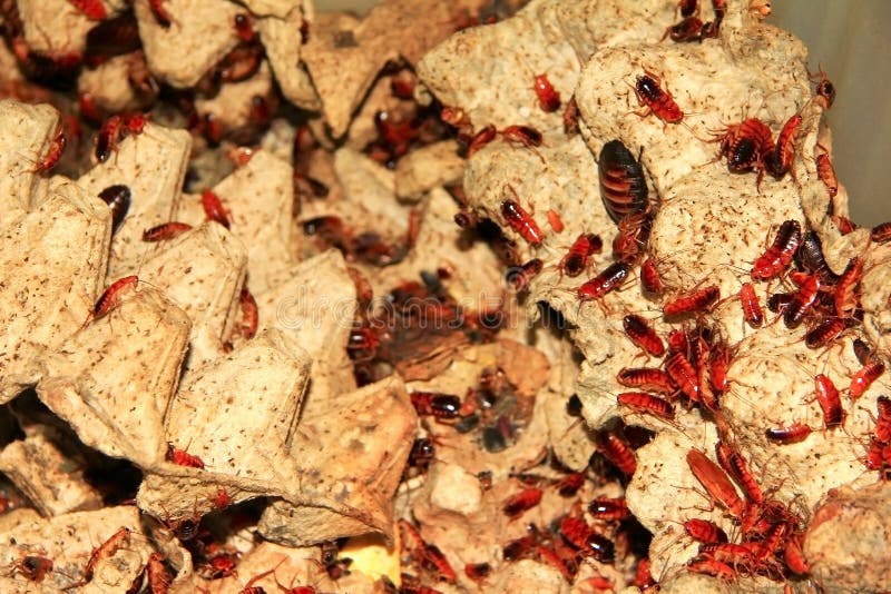 A great deal red cockroaches royalty free stock photography A great deal red cockroaches royalty free stock photography