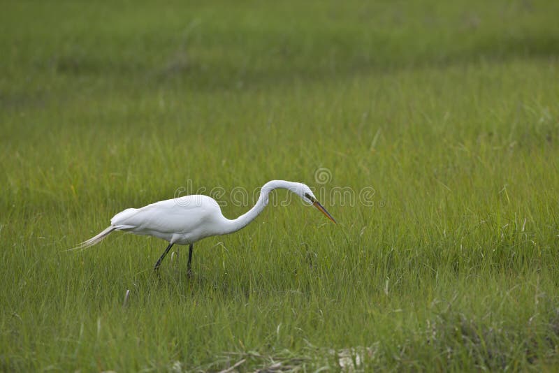 Great Egret