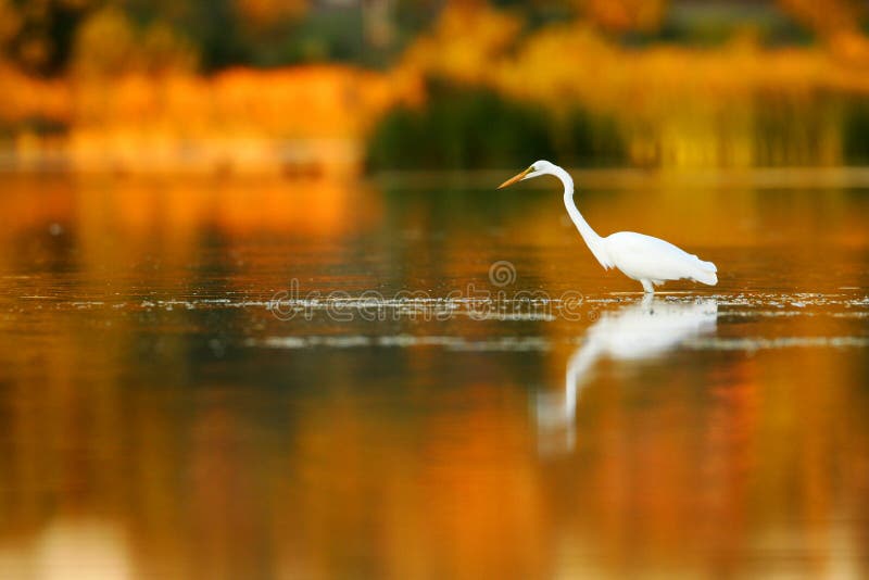 Great Egret royalty free stock photography Great Egret royalty free stock photography