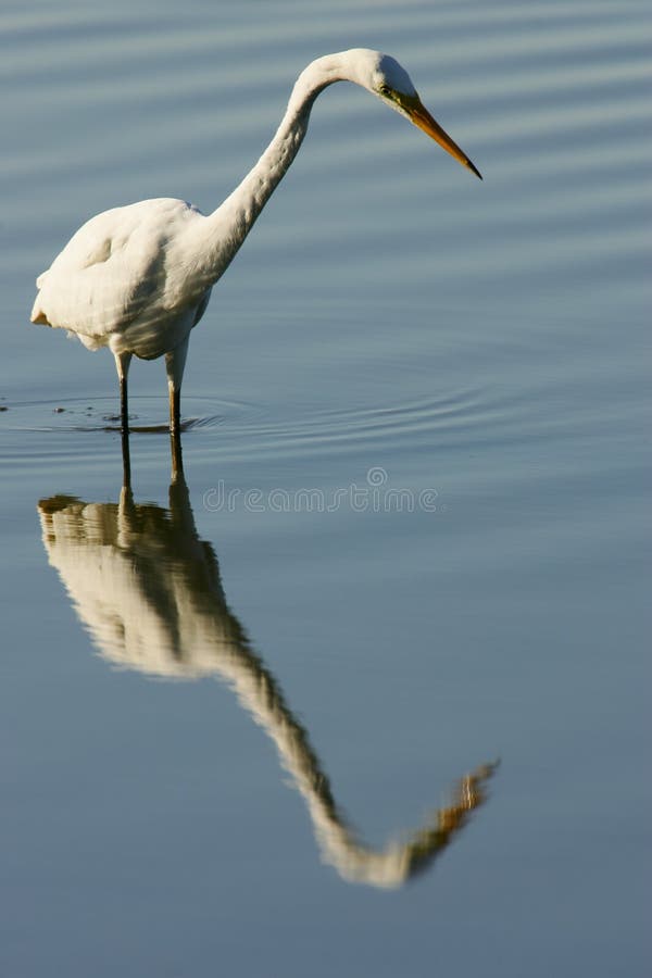 Great Egret